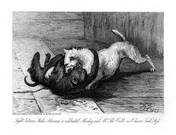 Public domain image of a tussle between Jacko Maccacco by Thomas Landseer